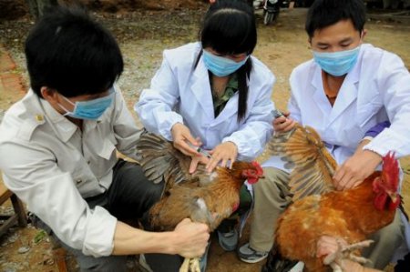 Trung Quốc Số ca tử vong do cúm gia cầm H7N9 tiếp tục gia tăng